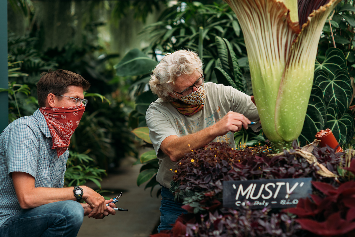 Two horticulture professors wearing masks kneel to collect pollen from the first corpse flower on Cal Poly's campus, Musty, in 2020.