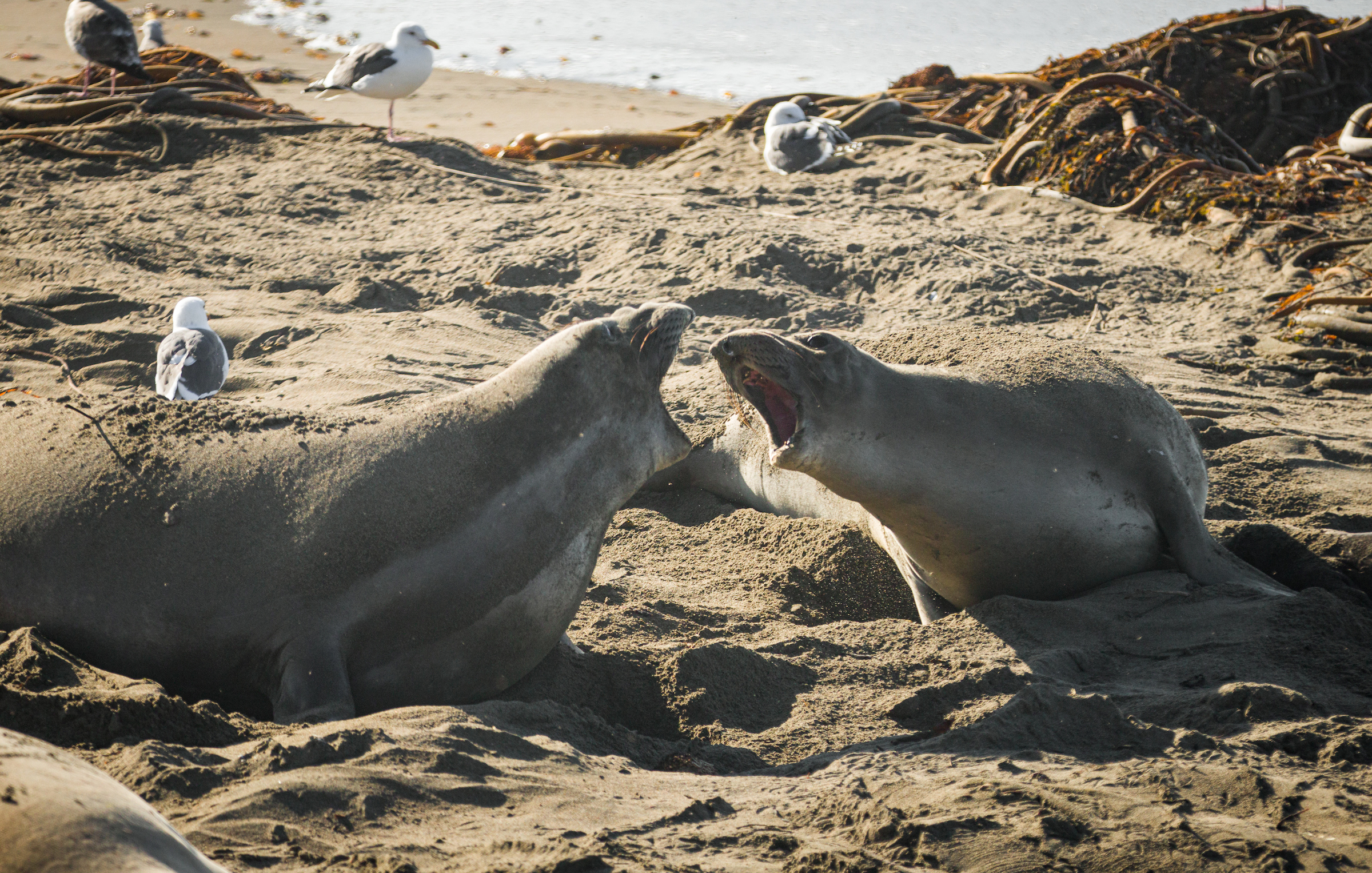Two female elephant seals interact with each other at the Elephant Seal Vista Point beach. 