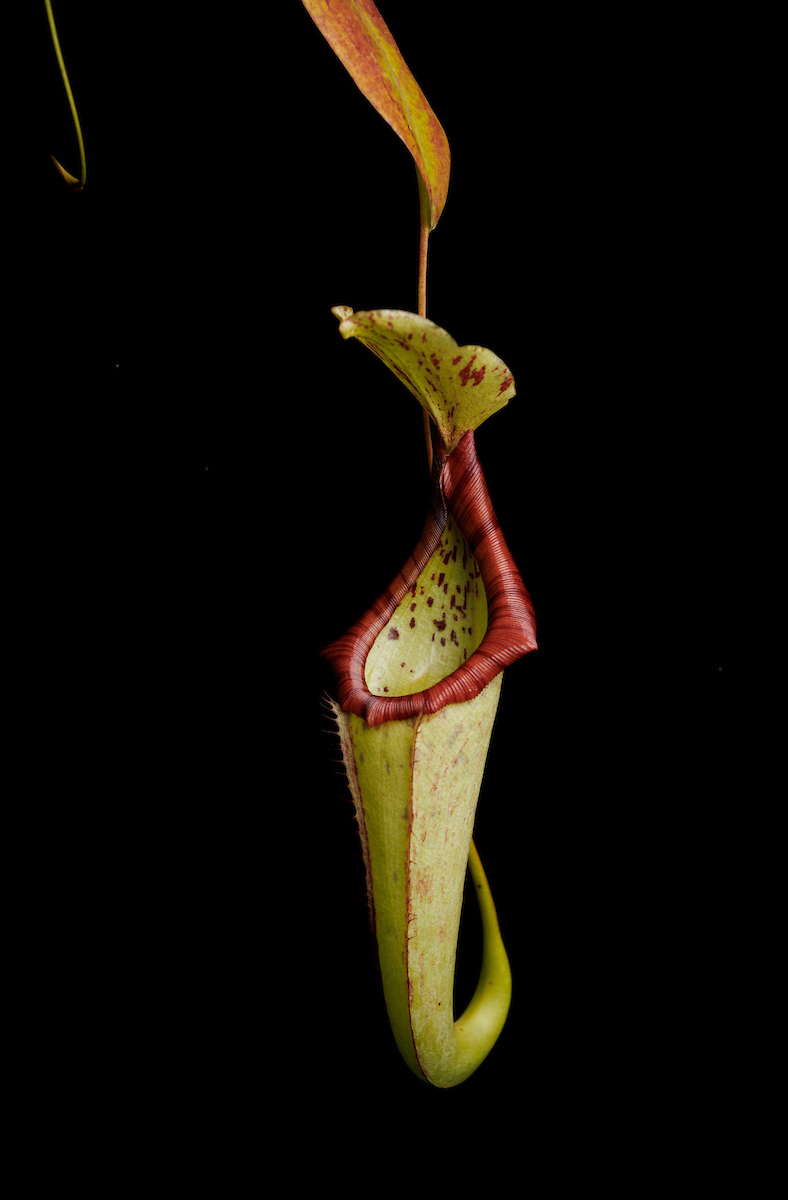 A green and red pitcher plant photographed on a stark black background. 