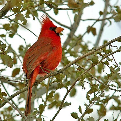 A red cardinal perches in the branch of a tree. 