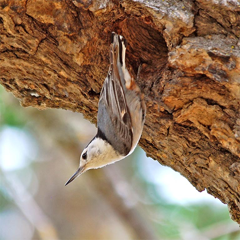 A tan songbird called a nuthatch hangs from the brown bark of a tree. 