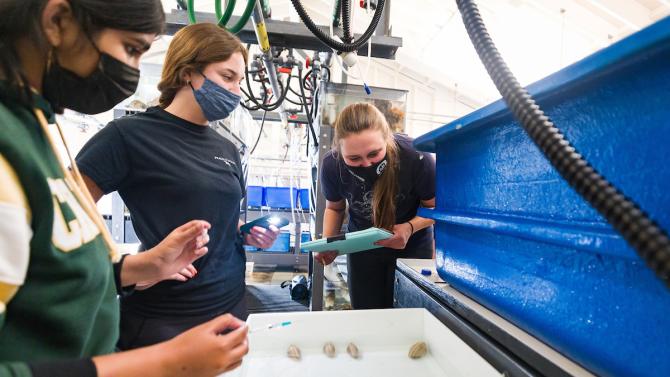 Three female students gather around a clam aquaculture tank