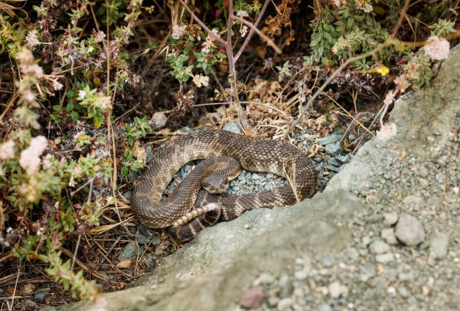 A rattlesnake in the brush at Montaña de Oro State Park.