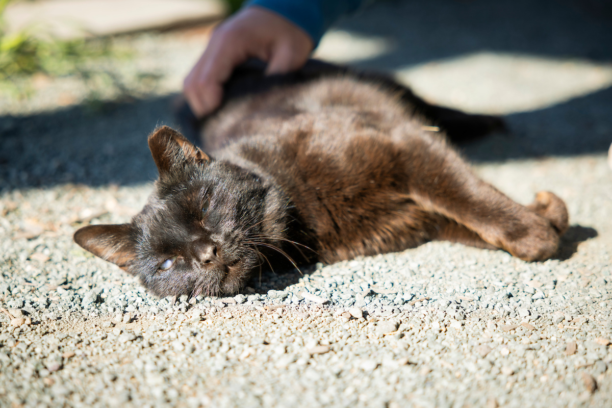 A black cat lays on the ground and basks in the sun.