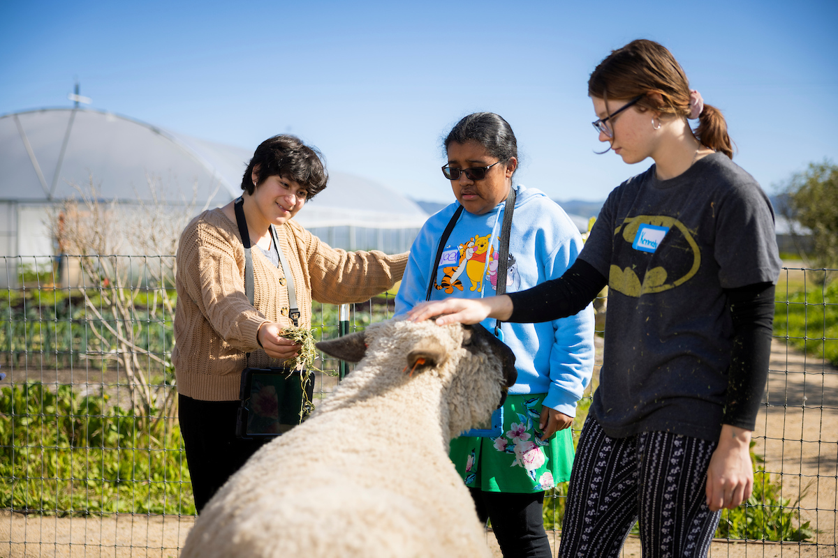Two high school students and a Cal Poly College Corps fellow pet a sheep at a farm.