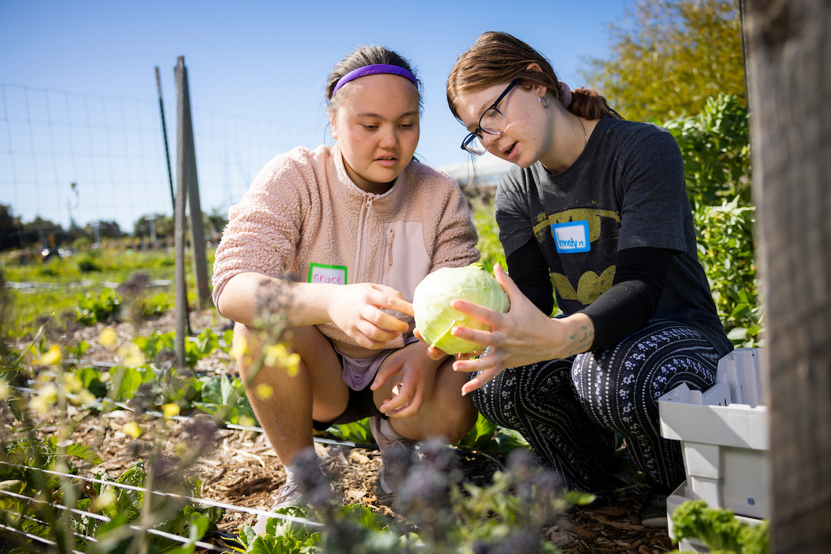 A Cal Poly student and a high school student pick cabbage in a garden.