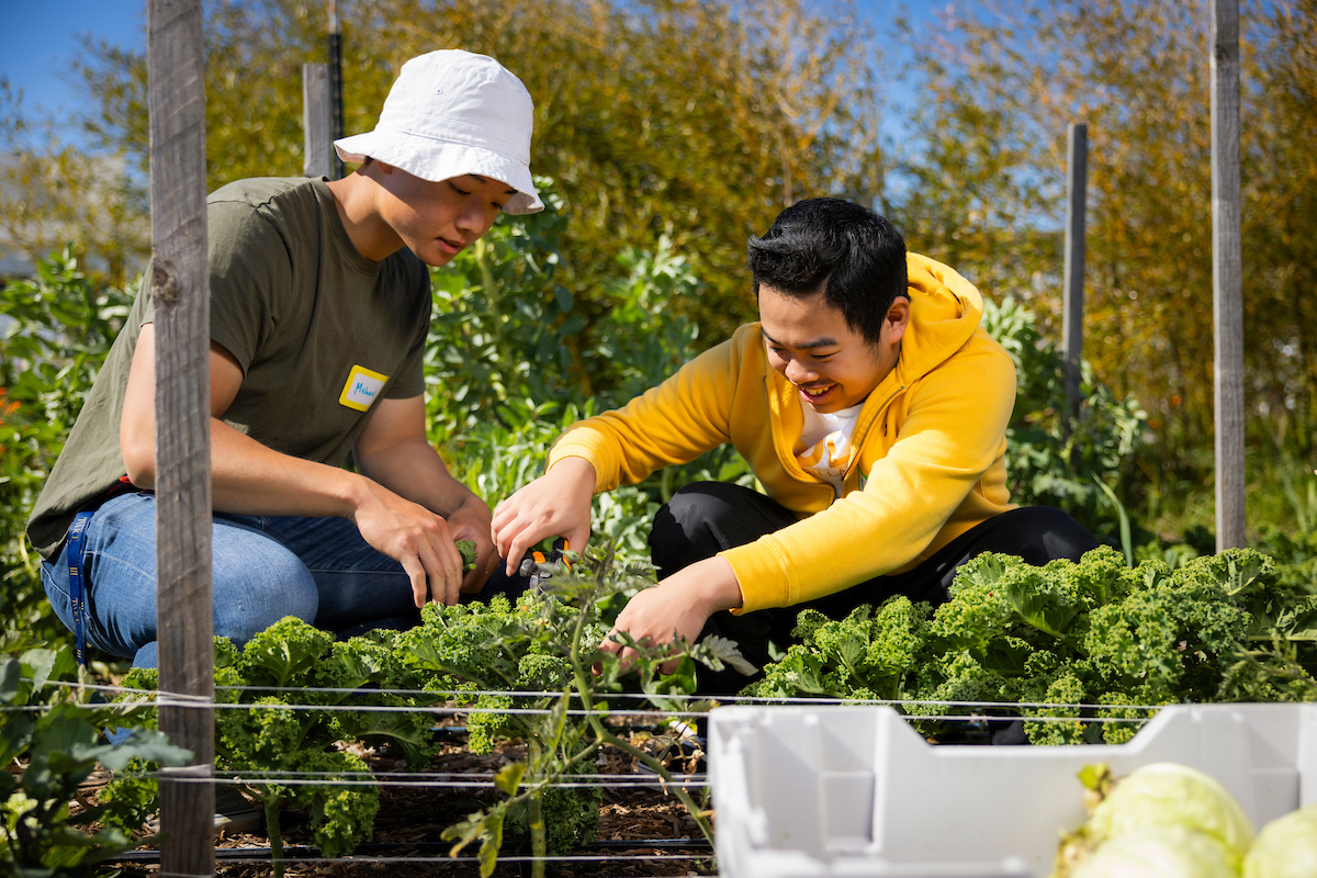A Cal Poly student helps a high school student pick kale in a garden.