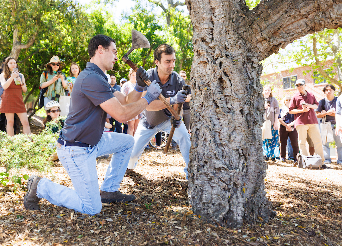Two professional cork harvesters harvest from a cork oak tree on campus as students watch.