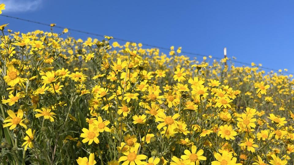 A field of yellow daisies under a clear blue sky off Shell Creek Road in San Luis Obispo County