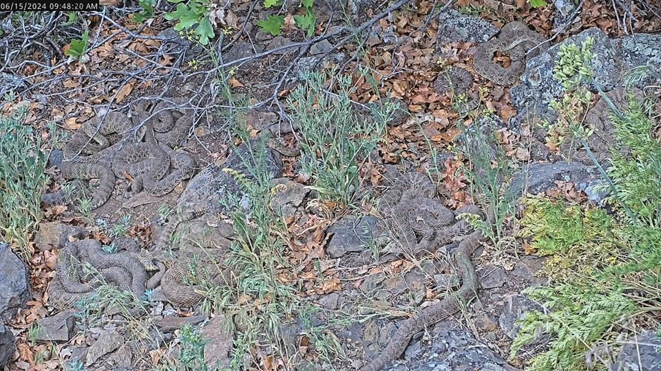 A large group of rattlesnakes on the ground are seen in an image from the livestream.