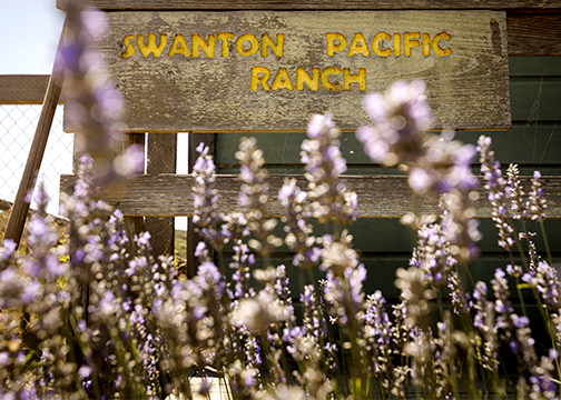 The Swanton Pacific Ranch sign framed by doezens of wildflowers