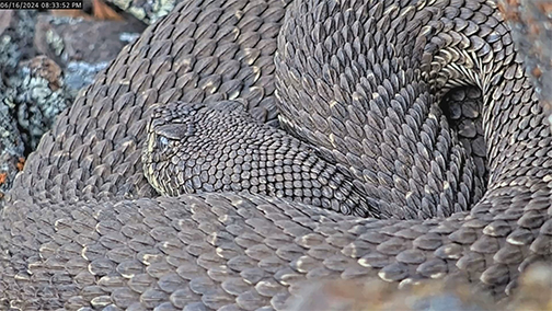  An image of a coiled rattlesnake taken by a web camera