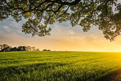 Green pasture with oak tree branches as the sun sets on the horizon. 