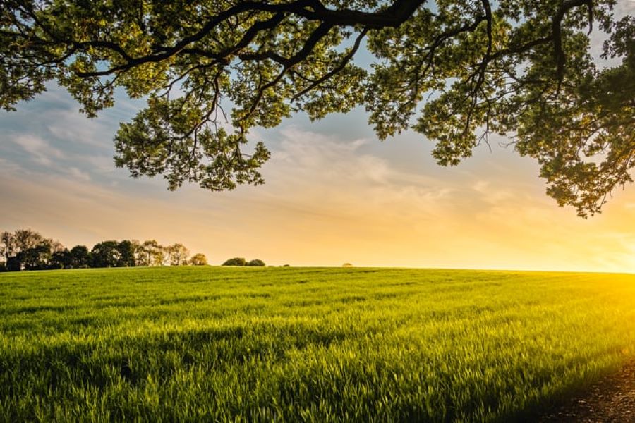 Sunset view over a green field.