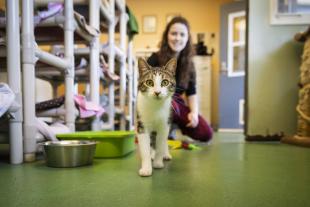 A cat walks toward the camera while a person sits in the background at the Cal Poly Cat Program shelter.