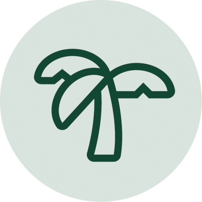 Palm tree icon