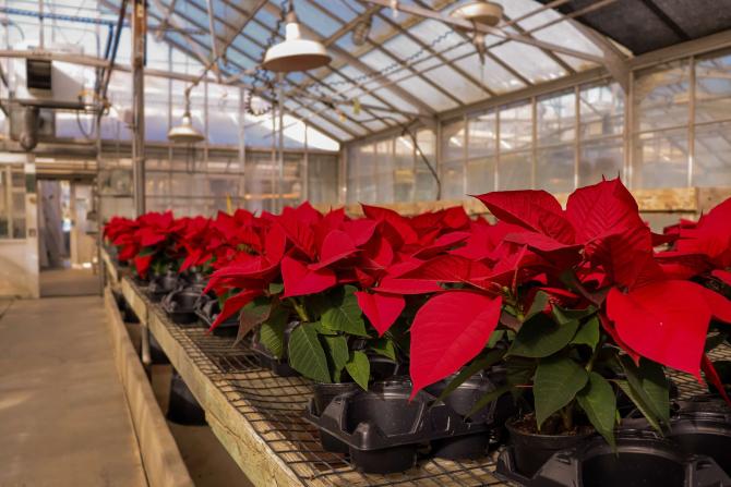 Poinsettia plants are assembled in a greenhouse at Cal Poly.