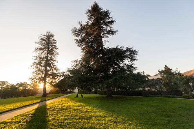 Students sit on Dexter Lawn at golden hour. Tall trees dominate the photo.