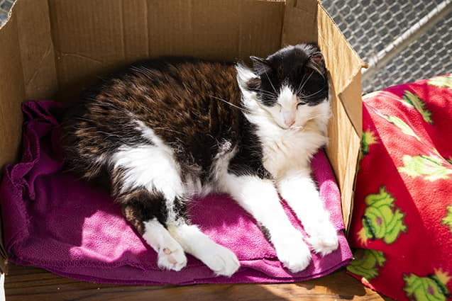 A black and white cat lays in the sun at the Cal Poly Cat Program's enclosed patio.