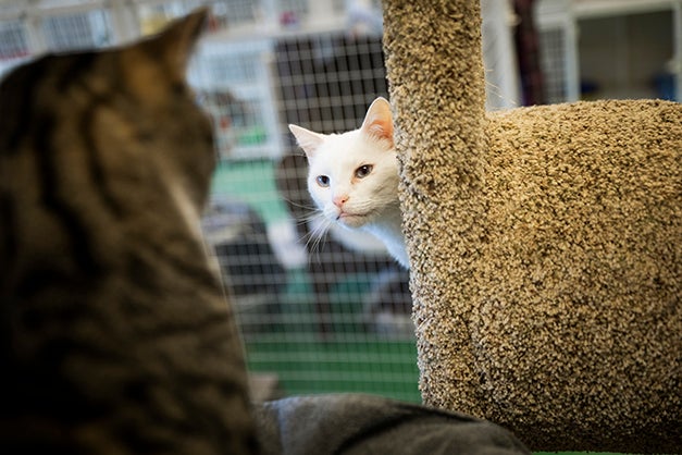 Two cats gaze at each other at the Cal Poly Cat Program's shelter. 