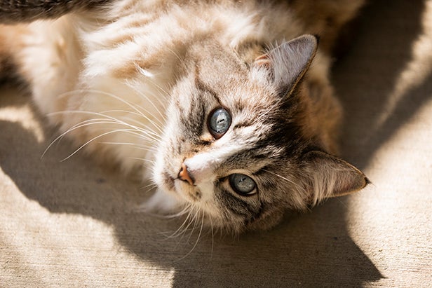 A tabby cat with blue eyes poses for the camera at the Cal Poly Cat Program shelter