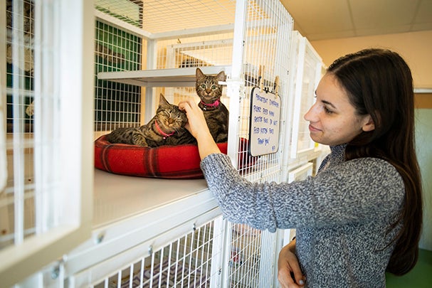 A woman pets a kitten inside of a kennel at the Cal Poly Cat Program shelter. 