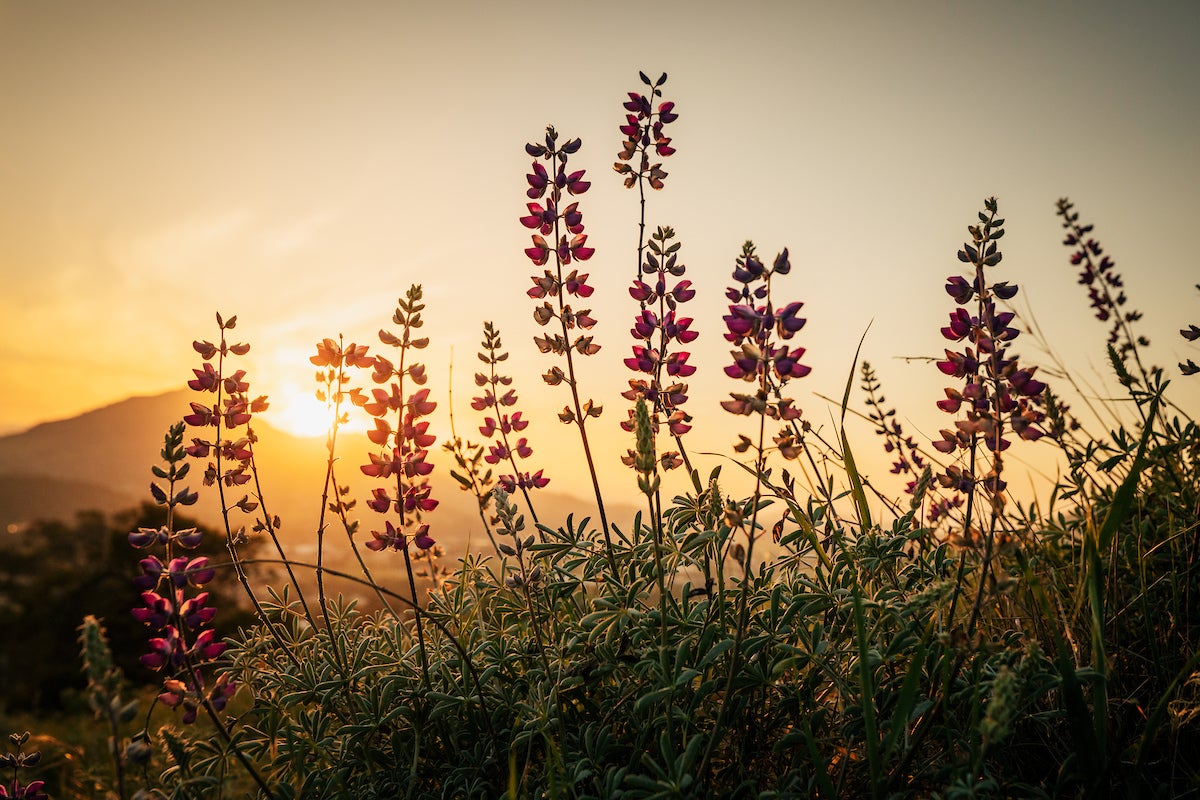 Purple-flowered lupine bloom under a warm sunset.