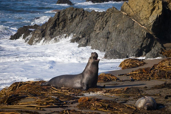 A male elephant seal rears his head back on the beach close to the surfline at the Elephant Seal Vista Point in San Simeon.