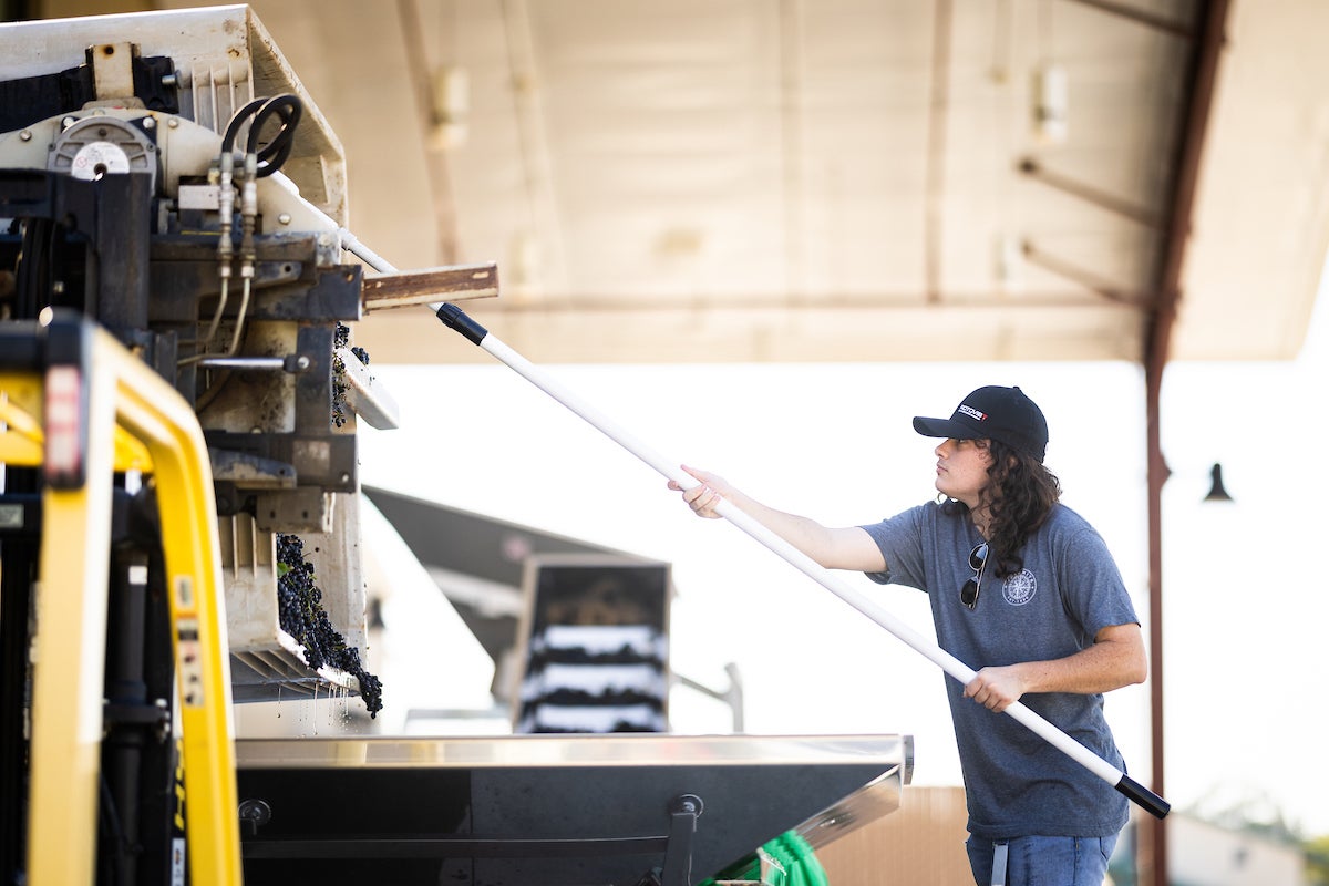 A student uses a plastic pitchfork to pull wine grapes onto the destemmer machine.