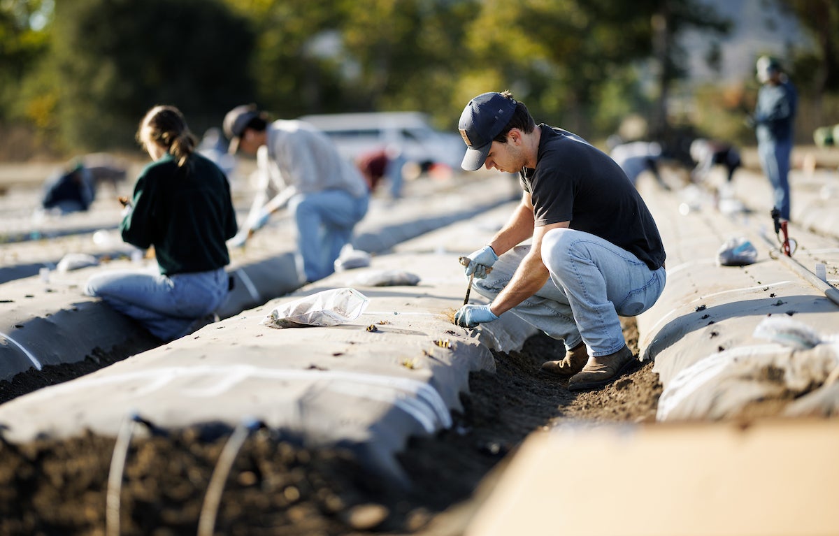 Students punch holes in a field to plant strawberries.