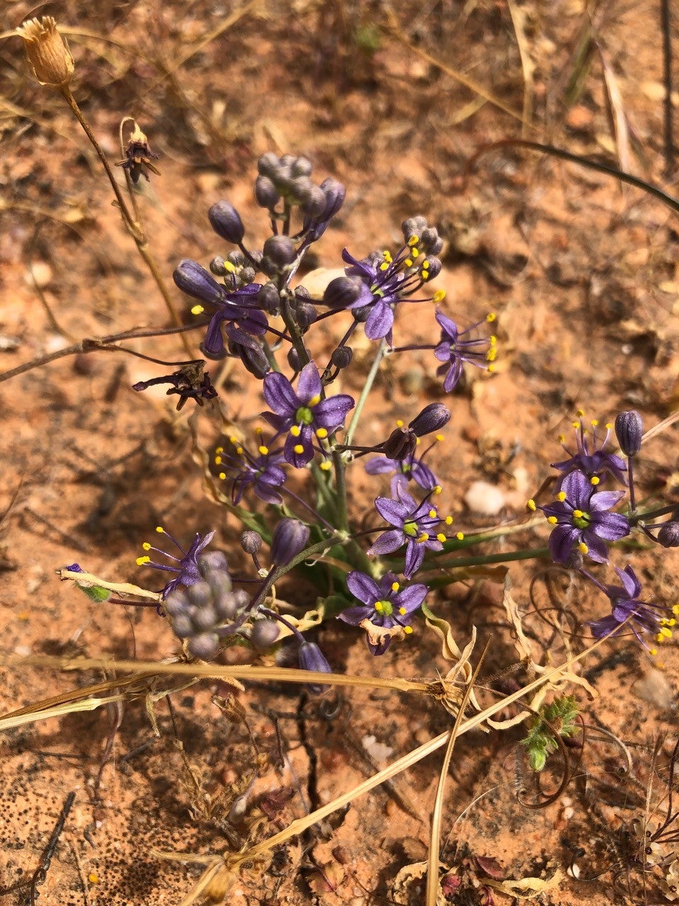 A picture of the Camatta Canyon amole, a rare plant native to San Luis Obispo County.