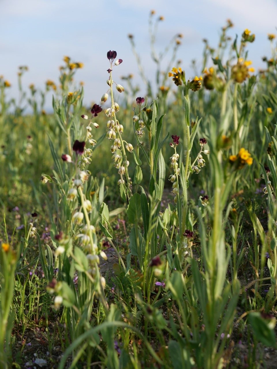 Maroon colored wildflowers in green grass off Shell Creek Road.