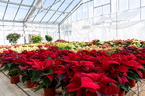 Poinsettias