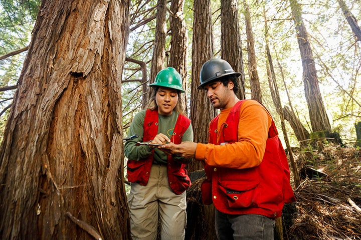 Two students, wearing green hard hats, look at a clipboard, surrounded by large trees at Swanton Pacific Ranch 