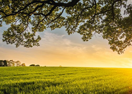 An oak tree branch frames a grass field as the sun is low in the sky