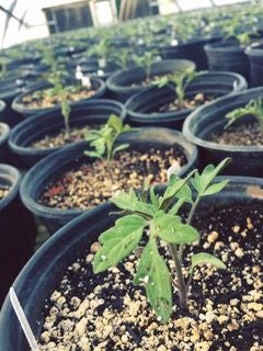 Tomato seedlings in pots