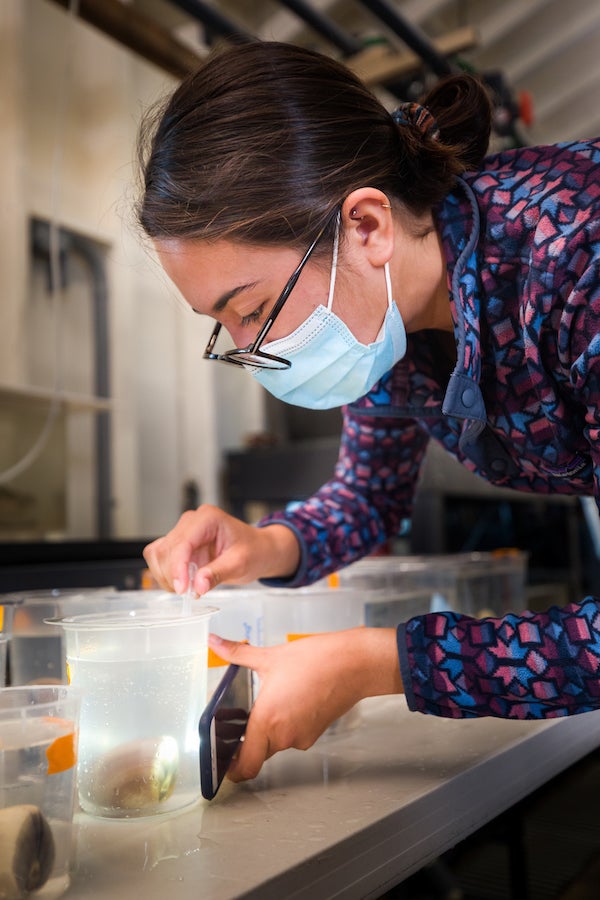 A woman wearing glasses, a mask and a colorful sweater checks on a clam in an individual plastic container.