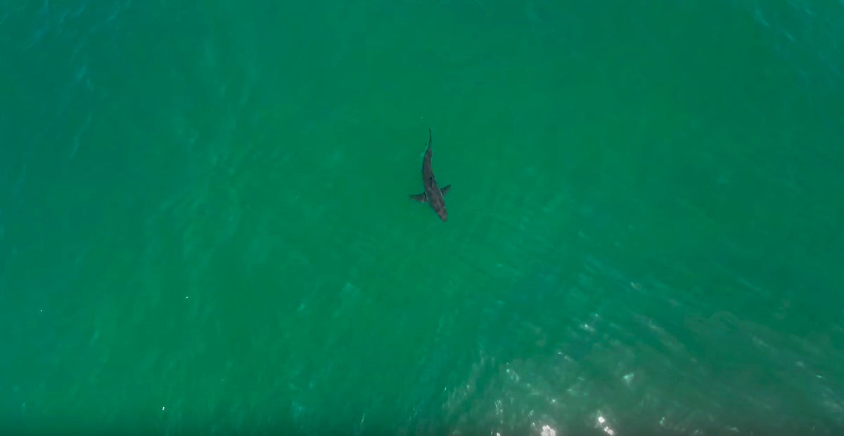 From above, a shark swims through green ocean water