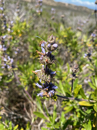 A photograph of black sage