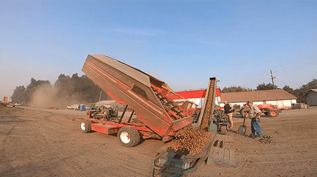 Walnuts move from one orange piece of farming equipment to another while two men stand nearby and observe.