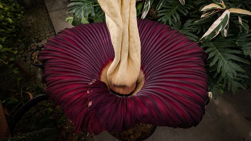 A view of the corpse flower bloom from above, displaying the purple flower skirt and the spiky yellow spadix.