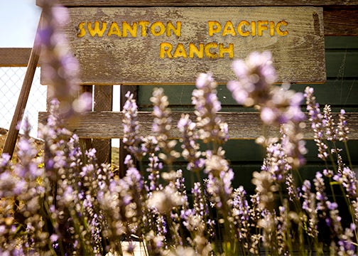 The Swanton Pacific Ranch sign framed by doezens of wildflowers