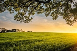 Green field with setting sun. 