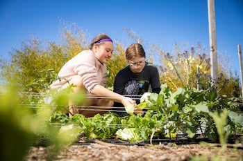 Students inspect plants in a field.