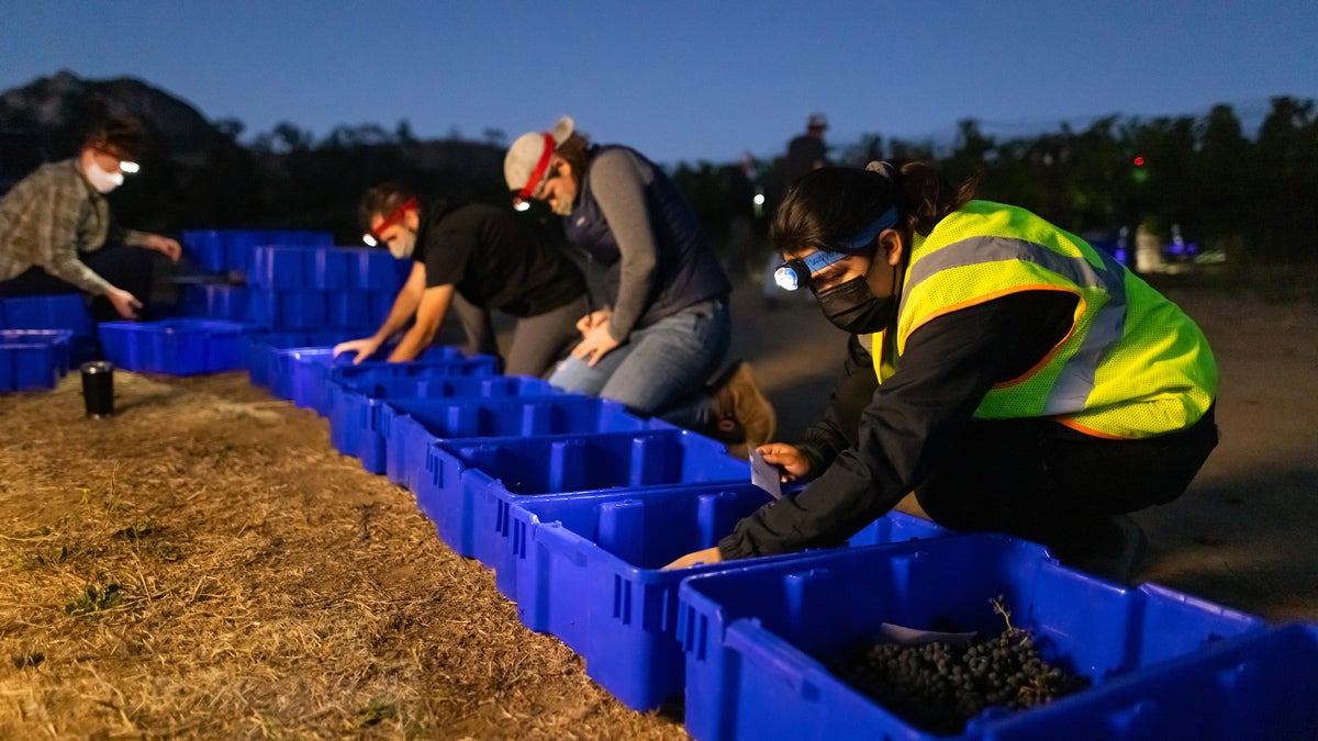 Students kneel in front of blue bins and sort grapes