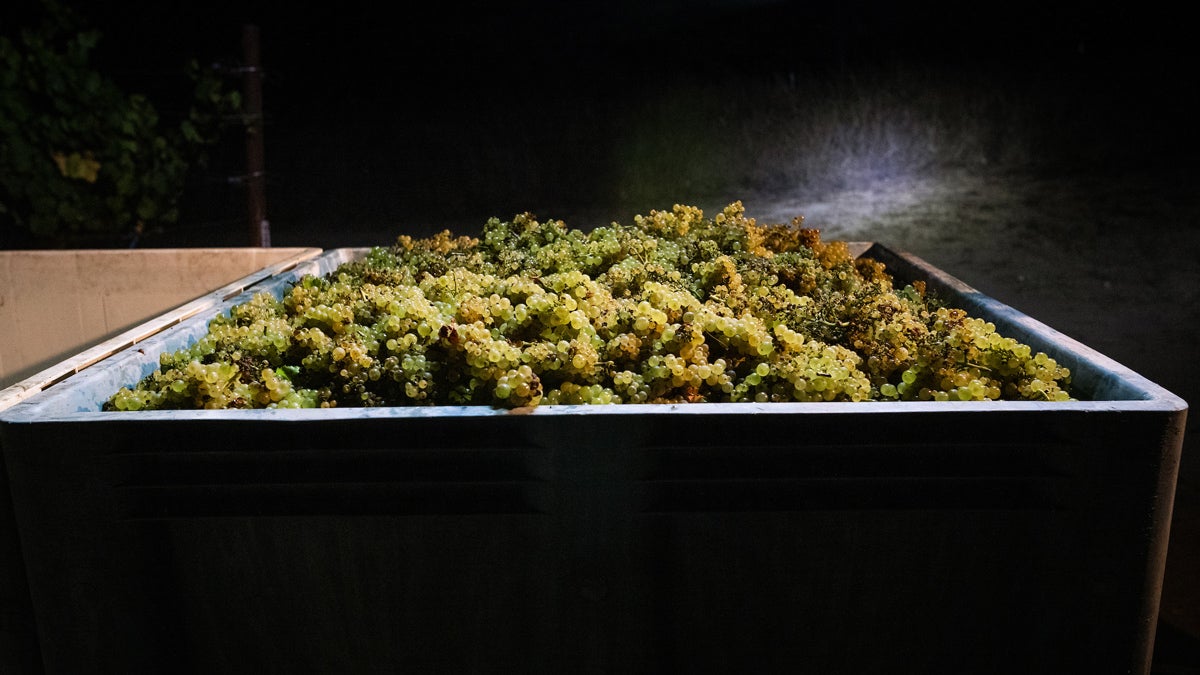 A bin of chardonnay grapes