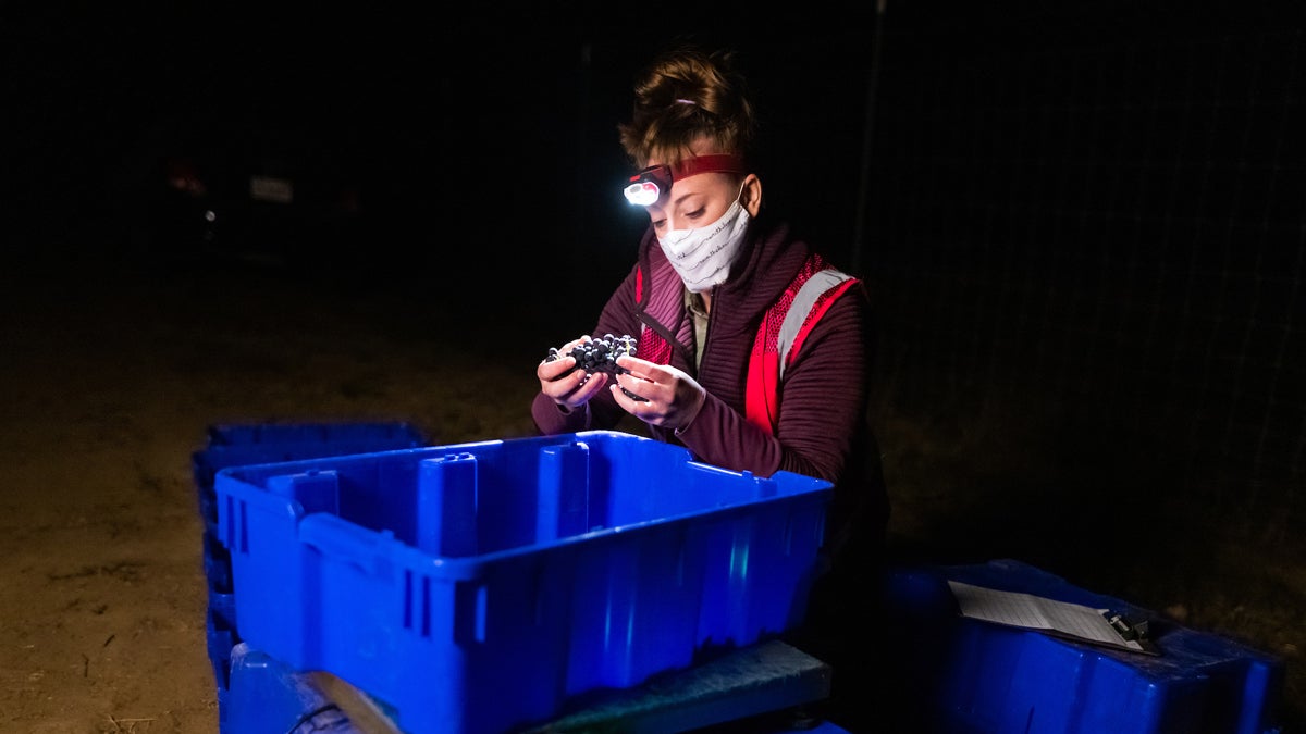 A person wearing a headlamp sorts wine grape clusters. 