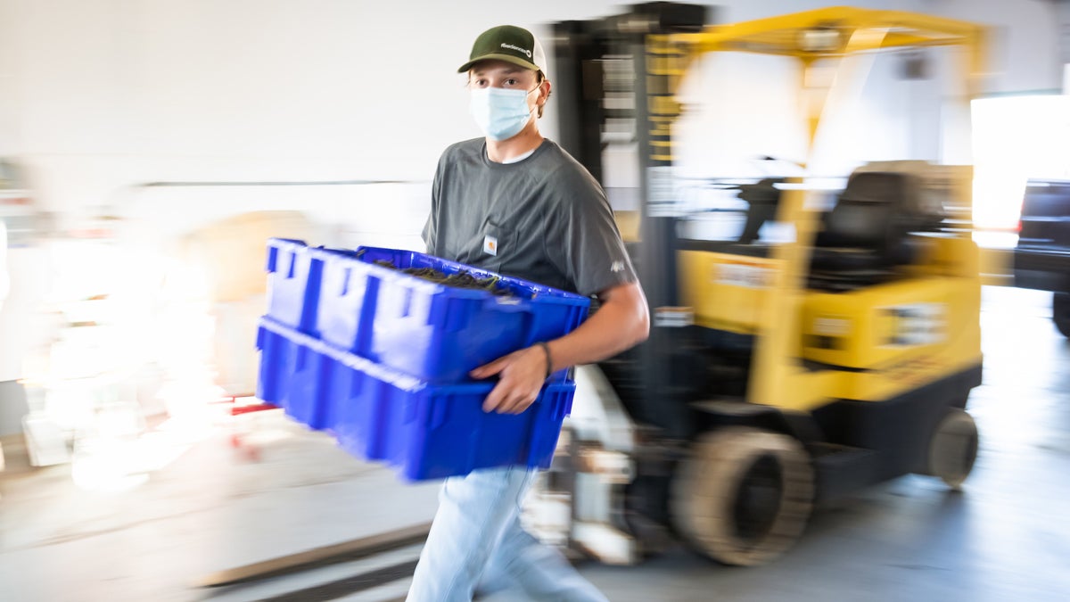 A person wearing a mask and hat carries a bin of grapes in a wine cellar