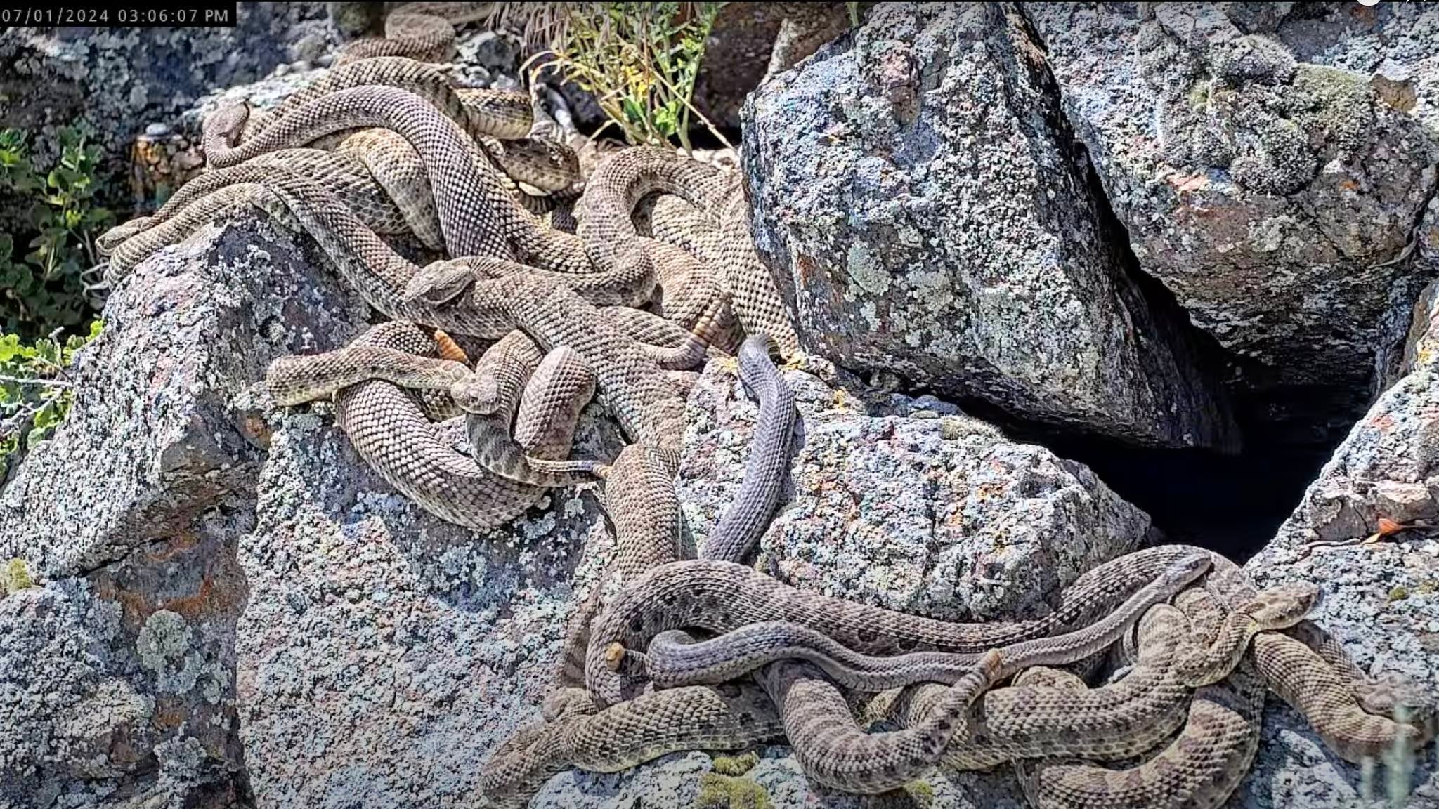 A pile of rattlesnakes on a rock.