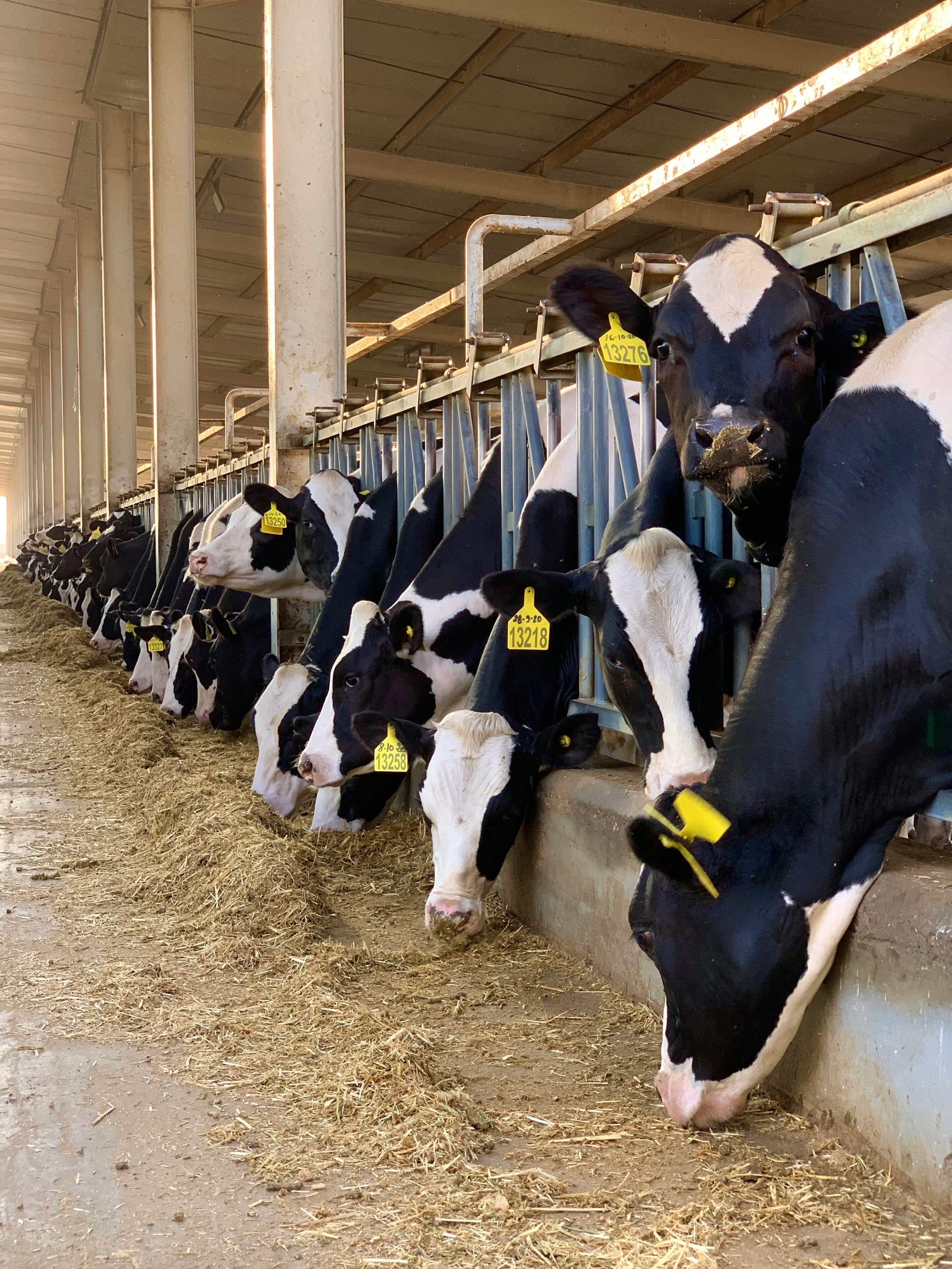 A stock image of dairy catttle on a farm. 